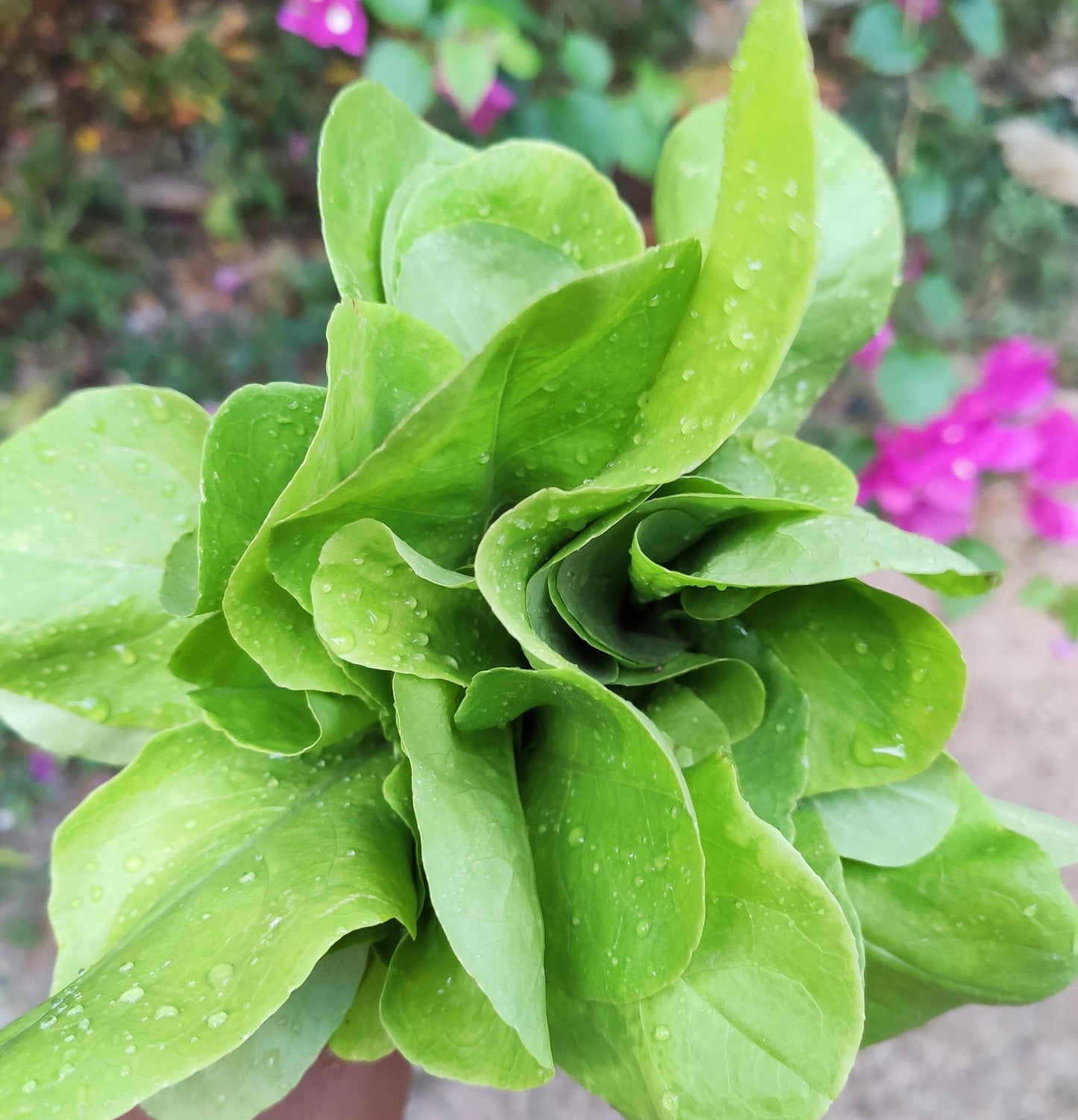 Cut Leaf Spinach - Organic - 200 gms
