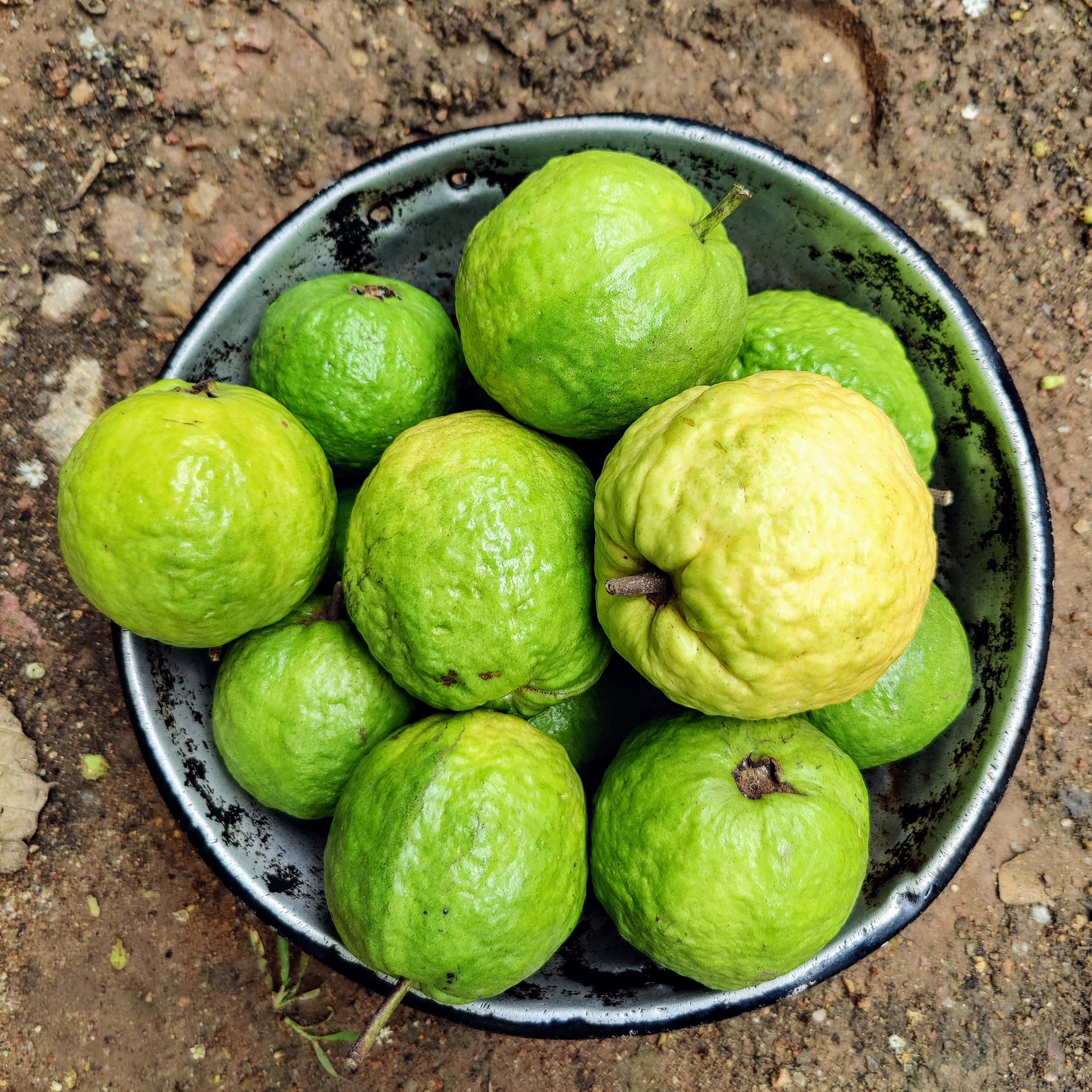 Guava - Organic - Safeda – Satva Farm