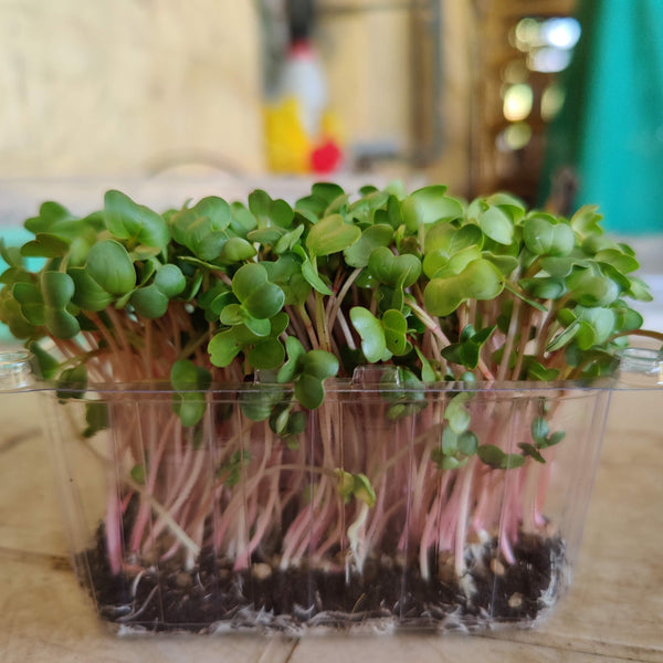 Organic radish microgreens from Satva Farm