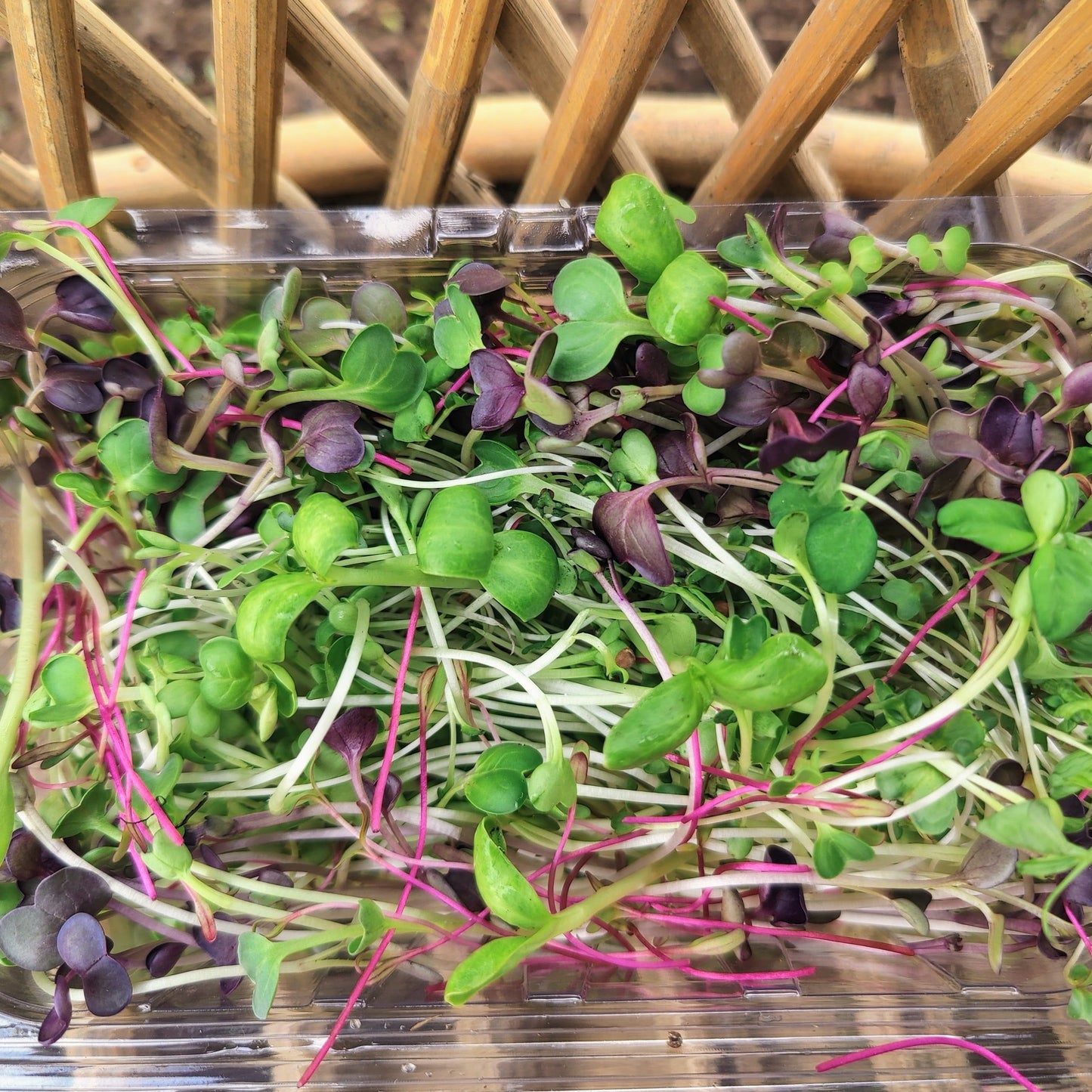 Microgreens - Premium Mix - Organic - 1 Box (100 gm)