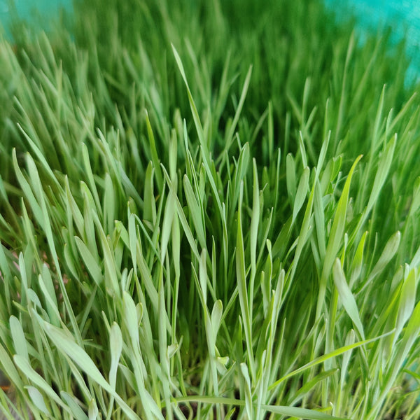 Living wheatgrass tray from Satva Farm