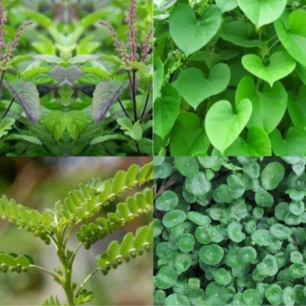 Organic immunity mix of Ayurvedic leaves from Satva Farm