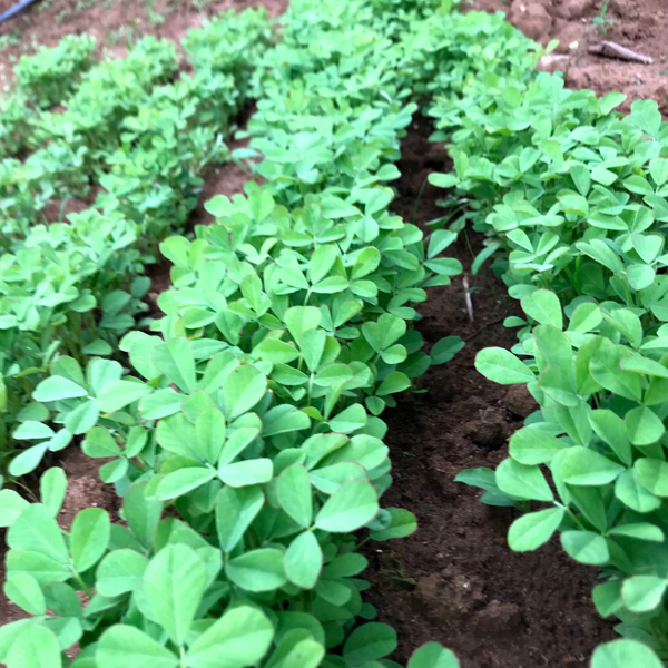 Organic methi fenugreek greens from Satva Farm