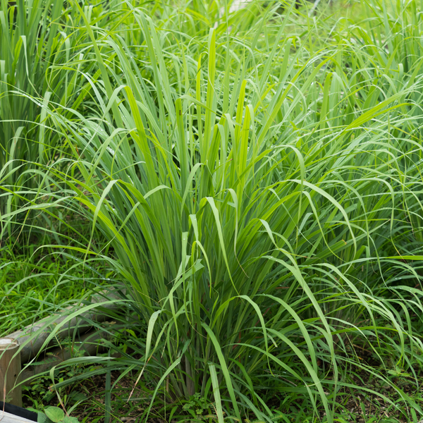 Fresh organic lemongrass from Satva Farm