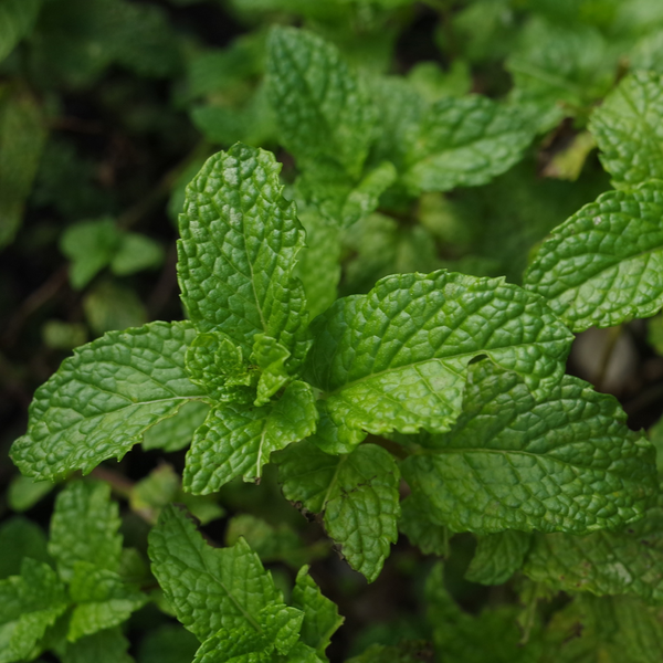 Organic mint pudina from Satva Farm