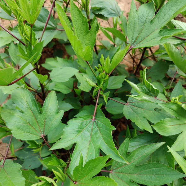 Organic gongura pundi soppu leaves from Satva Farm