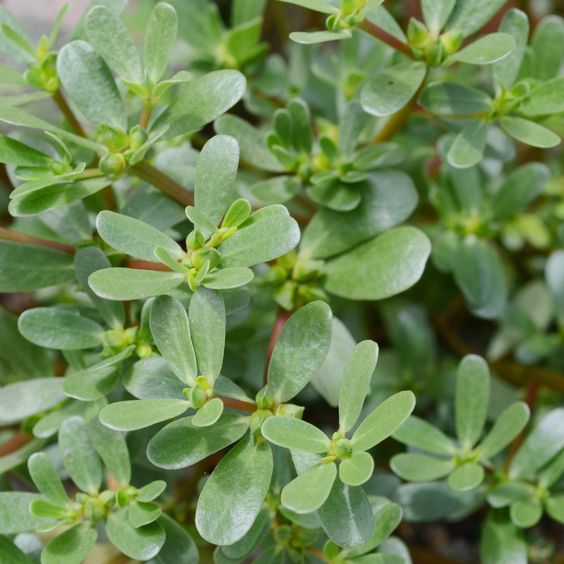 Fresh organic purslane goni soppu from Satva Farm